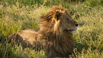 8 Days Private Camping Safari