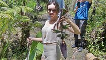 Big Island Jungle Tour with Banana and Guava Green Tea
