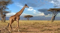 5 Days Mid-Range Group Safari 