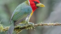 Cali Birdwatching and Botany Tour at KM18
