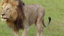 Afternoon Game Drive Nairobi National Park