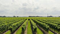 Wine Tour in-Bodbe-Sighnaghi-Kindzmarauli-Gremi-Telavi-Gombori