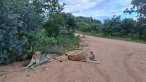 4 Day Luxury Glamping Kruger & Panorama Routema Small Group Tour