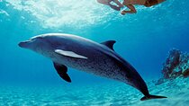 Private Dolphin House Speedboat Parasailing Adventure - Hurghada