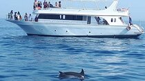 Dolphin House Snorkeling Sea Trip With Transfers – Marsa Alam