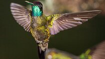 Victor's Bird Photography and Watching Tours