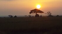 Mount Kenya National Park Private Tour Experience