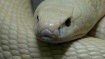  Le Mat Snake Village Tour with 10 Dishes in Hanoi