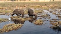 Sunrise Full Day Chobe National Park Game Drive and Boat Safari