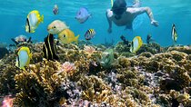 Coral Gardens Full Day Snorkeling Sea Trip & Lunch – Marsa Alam