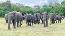 Minneriya half day tour 