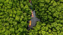 SoCoHo Eco Half Day - Mangrove Kayak & Reef Snorkeling