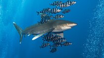 Dive Elphinstone Reef in Marsa Alam