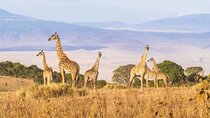 12 Days Kenya and Tanzania Budget Group Safari 