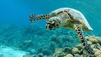 Swimming with Turtles in Abu Dabbab & Transfer -Hurghada