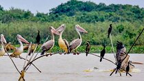Bird Watching at Tonle Sap’s Inundated Forest From Siem Reap