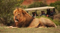 Full-Day Addo Park & Schotia Reserve (Open 4x4 Vehicle)
