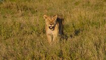 11 Days Private Camping Safari with Lake Natron and Lake Eyasi
