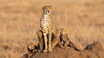 8 Days Private Mid-Range Safari