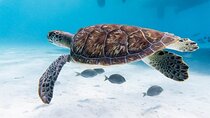 Private Abu Dabbab Snorkeling Trip with Sea Turtles - Marsa Alam