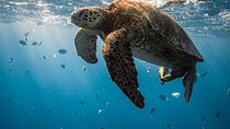 Private Abu Dabbab Snorkeling with Turtles & Transfer –Marsa Alam