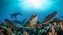 Private Abu Dabbab Snorkeling with Turtle Transfer-Marsa Alam 