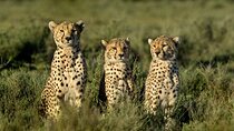 10 Days Private Camping Safari