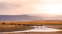 9 Days Private Mid-Range Safari Tour from Arusha