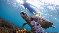 Snorkel with Turtles