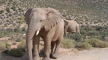 Private Cape Big Five Safari and Wine Tasting from Cape Town