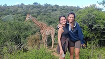 Addo Elephant National Park and Giraffe Walk Tracking Safari 