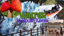 Strawberry Picking, Snow Sledding in Eobi Valley and Sheep Ranch