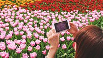 Keukenhof, Zaanse Schans and Volendam Small Group Tour