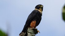 Private Birdwatching Tour from Pereira