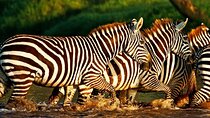  Lake Nakuru National Park With Optional Boat Ride Lake Naivasha