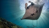 Full Day Nusa Penida Snorkeling Tour to Explore 4 Top Spots