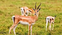 Agadir National Park and mini Sahara day trip