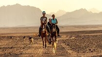 One Hour Desert Horseback Ride with Transfer - Marsa Alam
