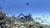 Guided Shore Dive or Refresher Dive