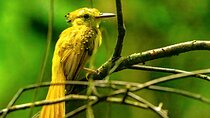 Churute Reserve Birdwatching Shared Wildlife Watching Activity