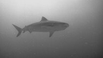 The Original Tiger Shark Challenge