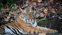 Full-Day Trip to Ranthambore National Park from Jaipur
