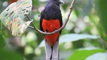 Birdwatching (OSA)