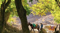 Atlas Mountains : Cooking Class with a Local Family