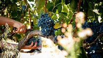 Kefalonia’s Finest: Private Wine and Olive Oil Tasting Tour