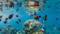 Semi Submarine Experience sea Trip With transfer from Sharm