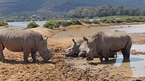 Full-day Aquila Game Reserve Big 5 Safari with Lunch Included