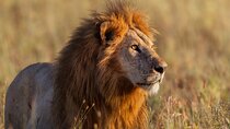 12 Days Private Camping Safari Tour from Arusha