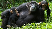 2 Day Chimpanzee Trekking in Nyungwe Forest and King's Palace