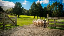 Sheep Shearing and Auckland City Highlights Tour with Lunch